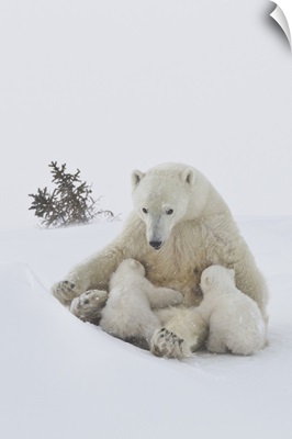 Polar bear and cubs, Wapusk National Park, Manitoba, Canada