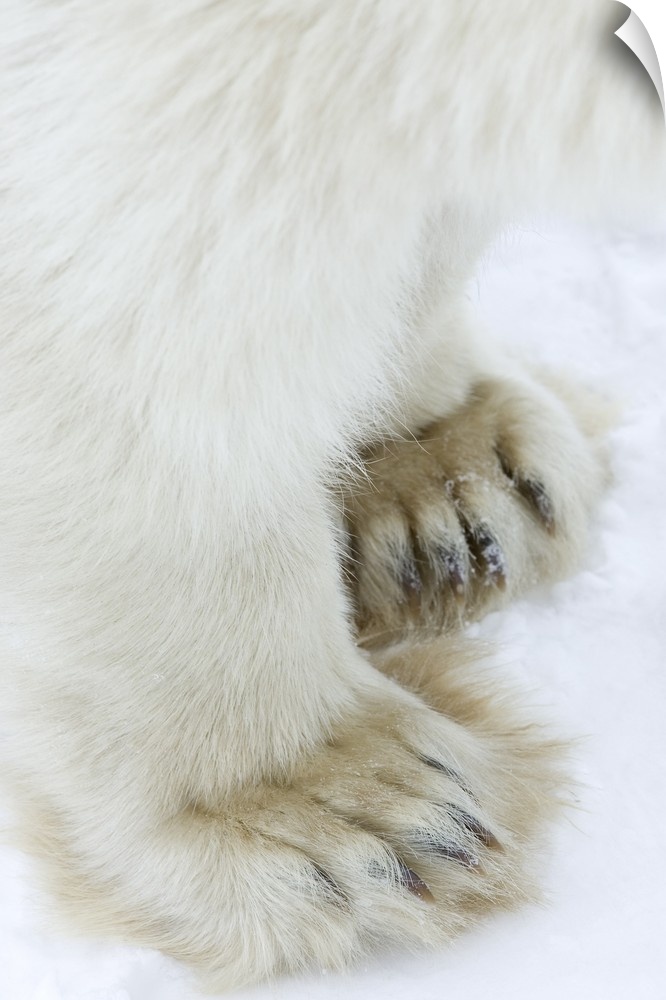 Polar bear, Churchill, Hudson Bay, Manitoba, Canada, North America