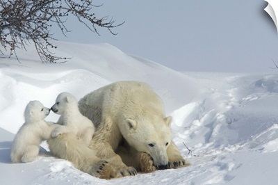 Polar bear mother with twin cubs, Churchill, Hudson Bay, Manitoba, Canada