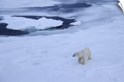 Polar bear on pack ice north of Spitsbergen, Norway, Scandinavia, Polar Regions