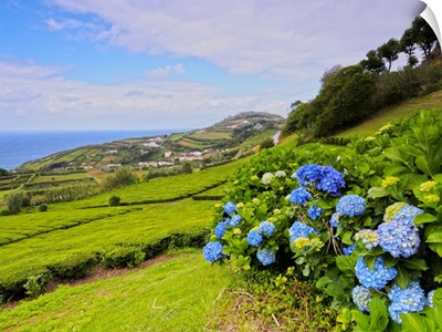 Porto Formoso Tea Fields, Sao Miguel Island, Azores, Portugal