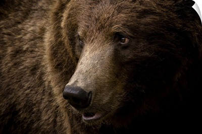 Portrait Of A Brown Bear, Finland