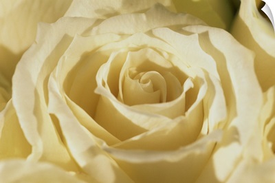 Portrait of a white rose corolla