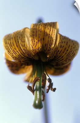Pyrenean Lily, North Devon