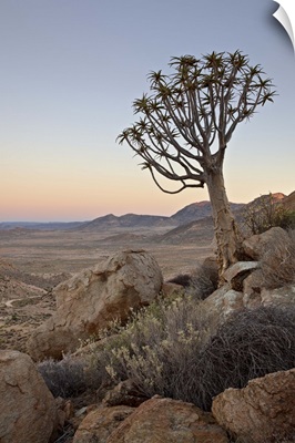 Quiver tree at dawn, Namakwa, Namaqualand, South Africa
