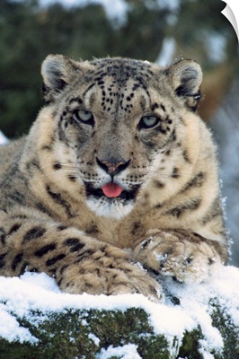 Rare and endangered snow leopard (Panthera uncia), Port Lympne Zoo, Kent, England