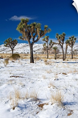 Rare winter snowfall, Lost Horse Valley, Joshua Tree National Park, California, USA