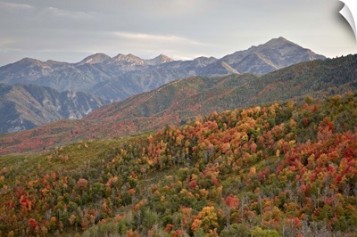 Red and orange fall colors in the Wasatch Mountains, Uinta National Forest, Utah