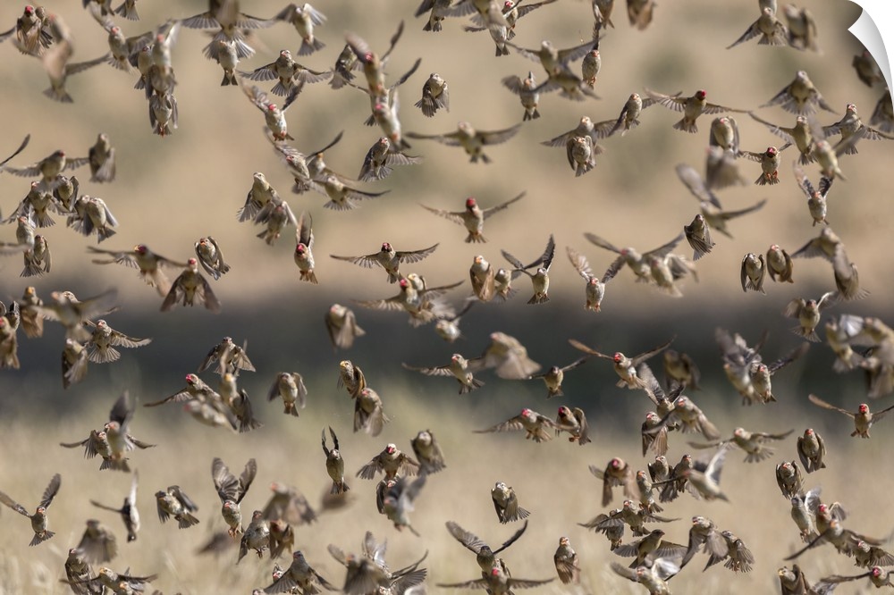 Red-billed quelea (Quelea quelea) flocking at water, Kgalagadi Transfrontier Park, South Africa, Africa