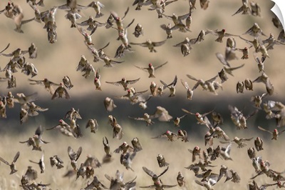 Red-billed queleaflocking at water, Kgalagadi Transfrontier Park, South Africa