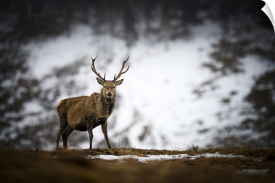 Red Deer Stag In The Snow, Scottish Highlands, Scotland