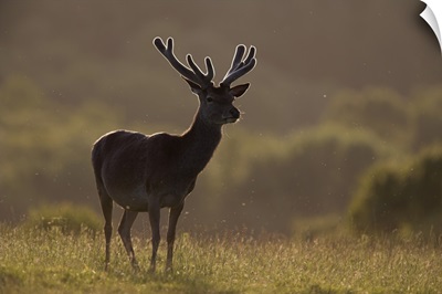 Red deer stag in velvet, Grasspoint, Mull, Inner Hebrides, Scotland