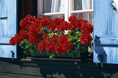 Red geraniums and blue shutters, Bort, Grindelwald, Bern, Switzerland