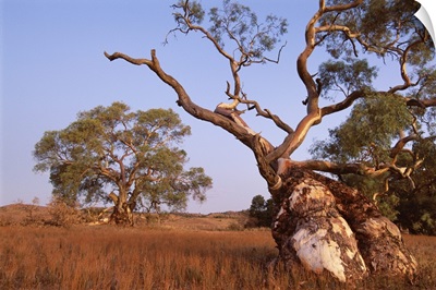 Red River Gum tree, Eucalyptus camaldulensis, Flinders Range, Australia