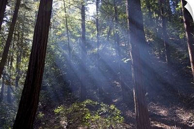 Redwood forest, Ventana, Big Sur, California