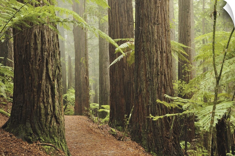 Redwoods and Tree Ferns, The Redwoods, Rotorua, Bay of Plenty, New Zealand