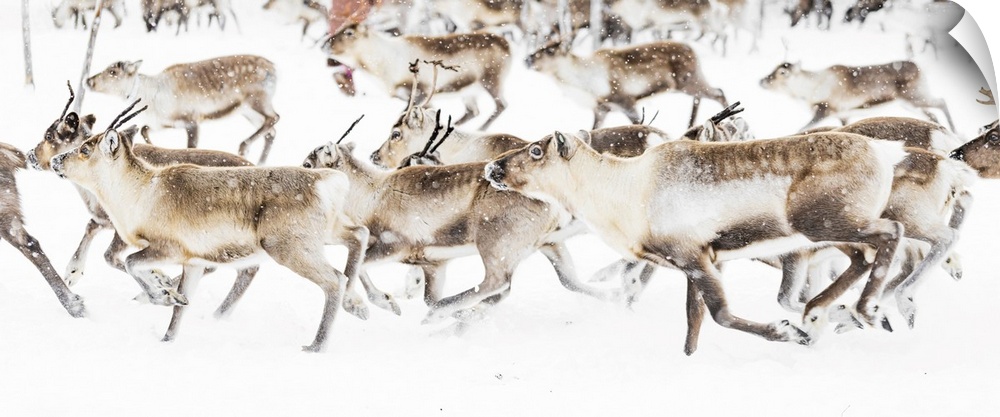 Reindeer herded by Sami people running fast in the white landscape during a snowfall, Lapland, Sweden, Scandinavia, Europe