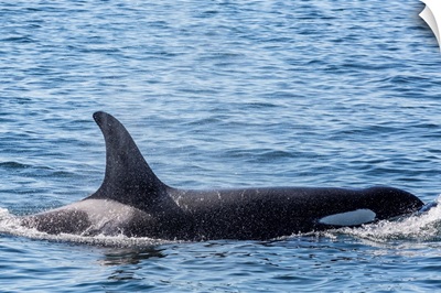 Resident killer whale, Cattle Pass, San Juan Island, Washington, USA