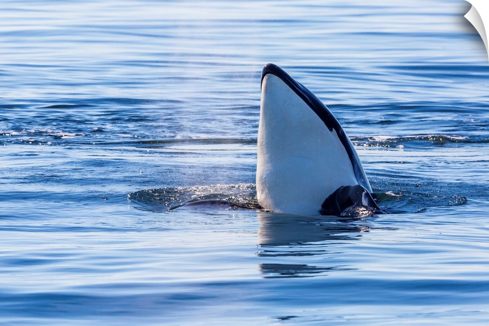 Resident killer whale, spy-hopping, San Juan Island, Washington, USA