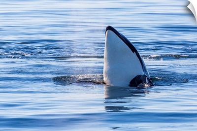 Resident killer whale, spy-hopping, San Juan Island, Washington, USA
