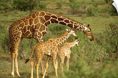 Reticulated giraffe, Samburu, Kenya, East Africa, Africa