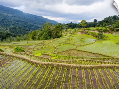 Rice paddies in Tana Toraja, Sulawesi, Indonesia