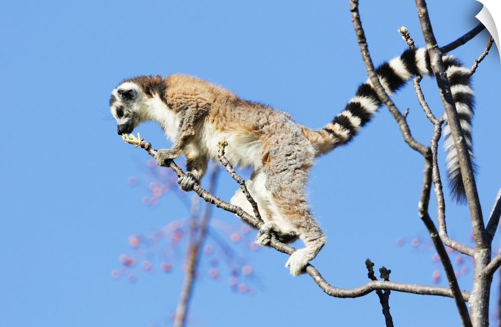 Ring tailed lemurs (Lemur catta), Anja Reserve, Ambalavao, central area, Madagascar, Africa