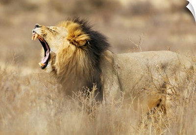 Roaring Lion, Kgalagadi Transfrontier Park, Kalahari, Northern Cape, South Africa