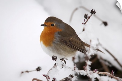 Robin In Snow