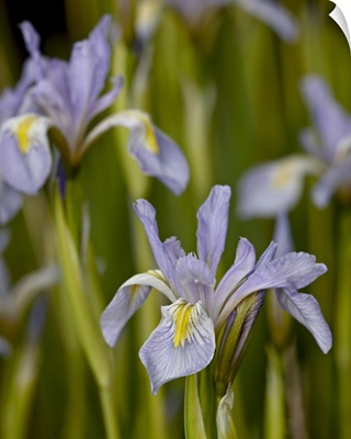 Rocky Mountain iris, Weston Pass, Pike and San Isabel National Forest, Colorado