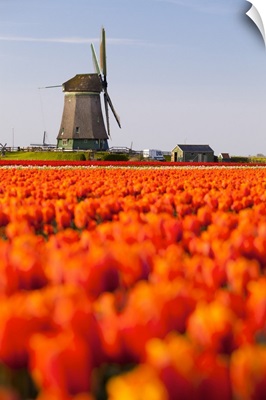 Rows Of Tulips, North Holland, Netherlands