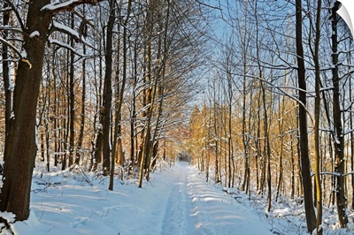 Rural winter scene, Schwarzwald-Baar, Baden-Wurttemberg, Germany
