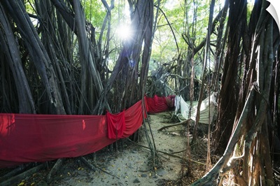 Sacred Banyan tree, Nosy Be Island, northern area, Madagascar