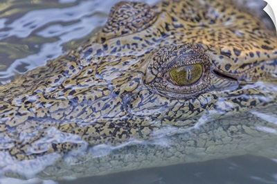 Saltwater Crocodile, Hunter River, Mitchell River National Park, Kimberley, Australia
