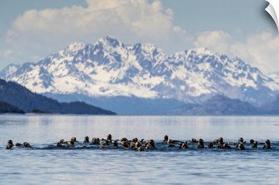 Sea Otters, In The Beardslee Island Group In Glacier Bay National Park, Southeast Alaska