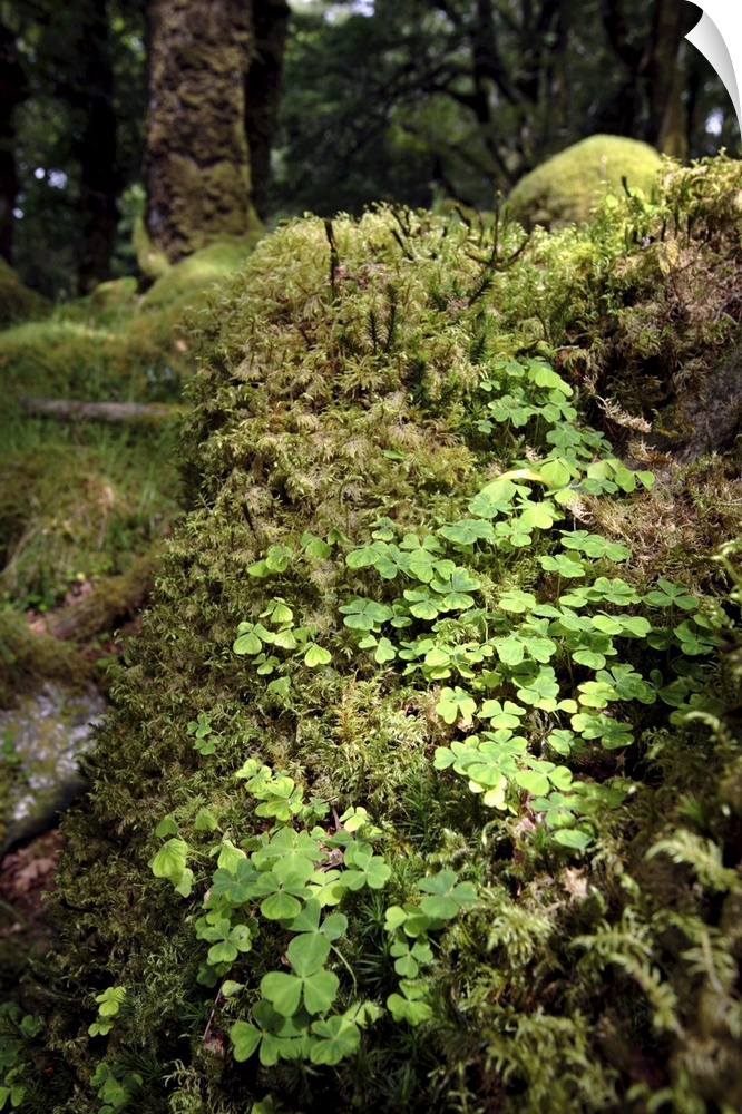 Shamrock growing in an ancient oak forest, Munster, Republic of Ireland