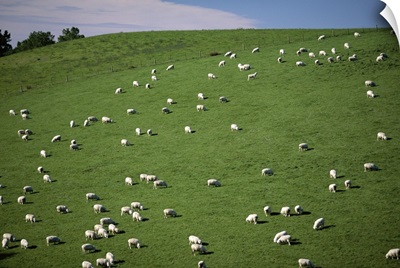 Sheep grazing on downs, Canterbury, South Island, New Zealand