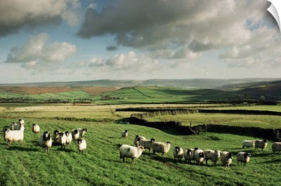 Sheep on Abney Moor, Peak District National Park, England, UK