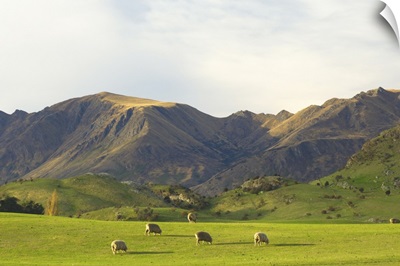 Sheep, Wanaka, Central Otago, South Island, New Zealand, Pacific