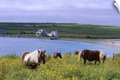 Shetland ponies, Unst, Shetland Islands, Scotland, UK