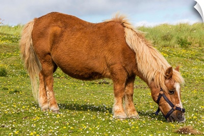 Shetland pony, Jarlshof, Shetland Isles, Scotland, UK