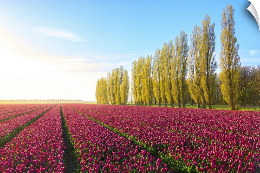 The blue sky at dawn and colourful fields of tulips in bloom surrounded by tall trees, De Rijp, Alkmaar, North Holland, Ne...