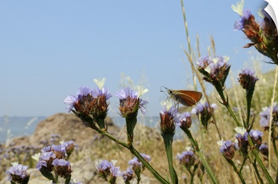 Small skipper feeding from Winged sea lavender flower, Greek Islands, Greece