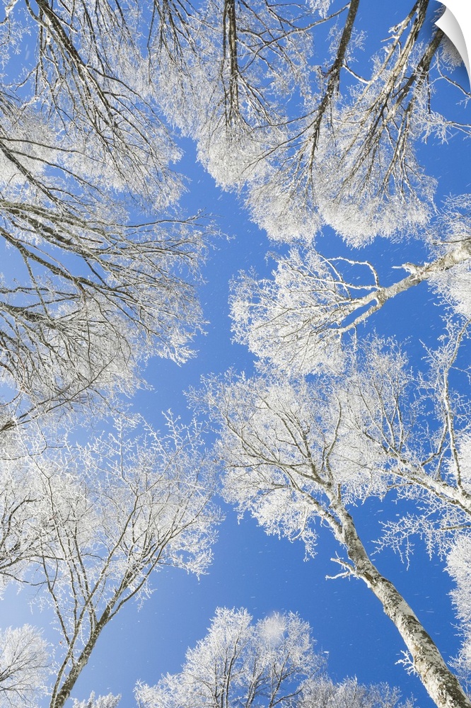 Snow covered beech tree tops against blue sky viewed from the ground, Neuenburg, Switzerland, Europe