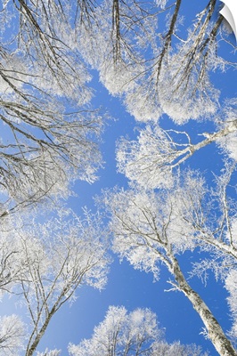 Snow Covered Beech Tree Tops Against Blue Sky, Neuenburg, Switzerland