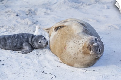 Southern Elephant Seal Female With Her Pup, Sea Lion Island, Falkland Islands