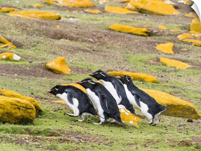 Southern Rockhopper Penguins, On Saunders Island, Falkland Islands, South America