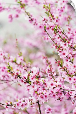 Spring Cherry Blossom Festival, Jinhei, South Korea