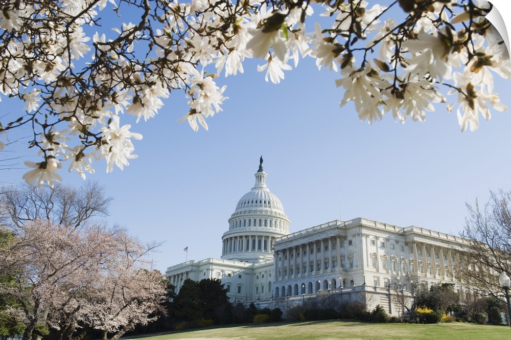 Spring cherry blossom, The Capitol Building, Capitol Hill, Washington D.C