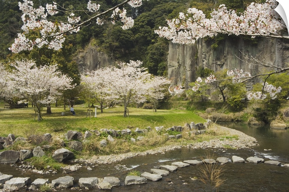 Spring cherry blossoms, Kagoshima prefecture, Kyushu, Japan